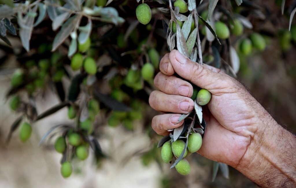 A weathered hand grabs a tree branch laden with fresh green olives.